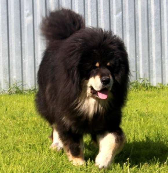 Тибетский мастиф - лучший страж на территории в Москве фото 104