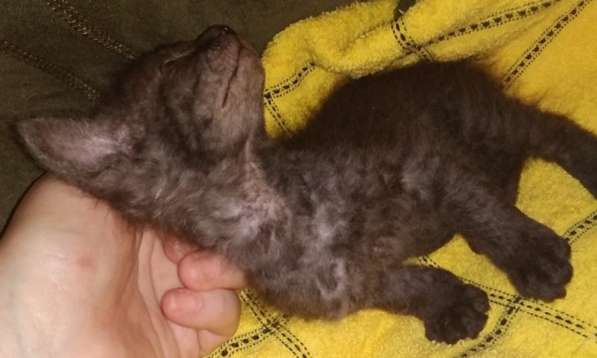 Кудрявые эльфы, каракулевые, элитные котята Девон-Рекс в Санкт-Петербурге фото 38