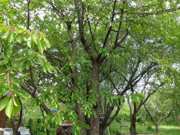 realty_mapper3.plot_in_locationСадовое некоммерческое тов-во. Площадь 12.00 сот. в Азове фото 4