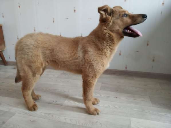 Красивые и очень умные щенки в Санкт-Петербурге фото 21