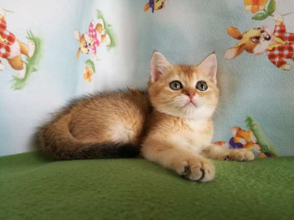 Котик золотая шиншилла в Казани фото 4