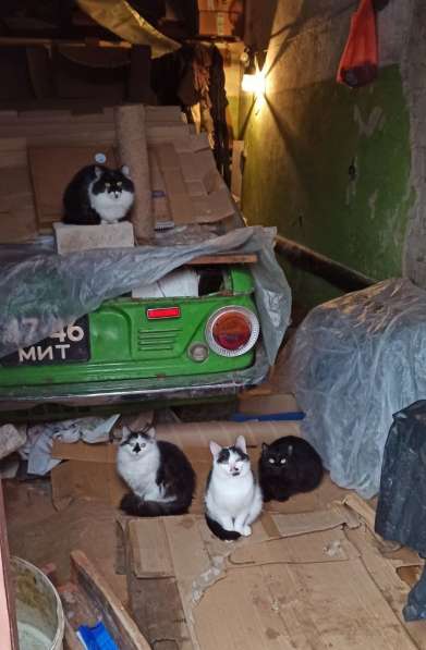Кошечки срочно ищут дом в фото 3