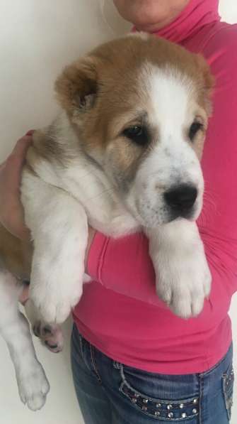 АЛАБАИ ЩЕНКИ в фото 18