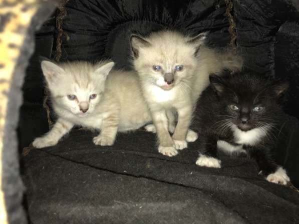 Котята в добрые руки в Туле фото 5