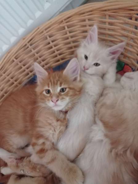 Meincoon мейн кун котята в фото 22