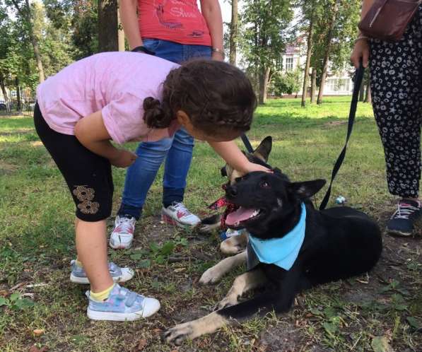 Мечтали о овчарке! в Москве