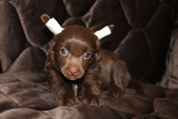 Пуховый шоколадный мальчик КХС в Москве фото 21