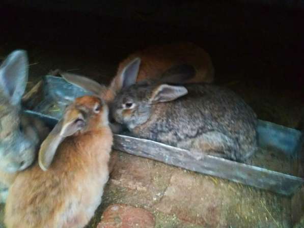 Кролики в Волоколамске фото 4