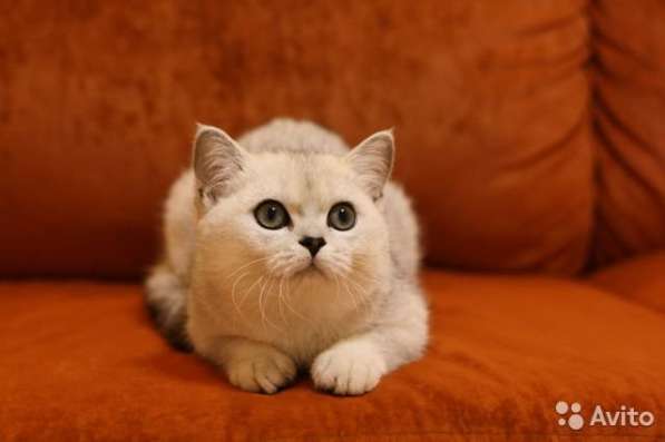 Серебристая кошечка в Москве фото 4