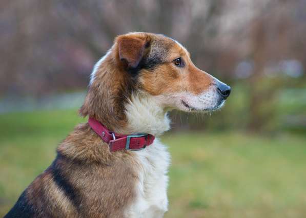 Джим - добропорядочный пёс ищет семью/ в Санкт-Петербурге фото 16