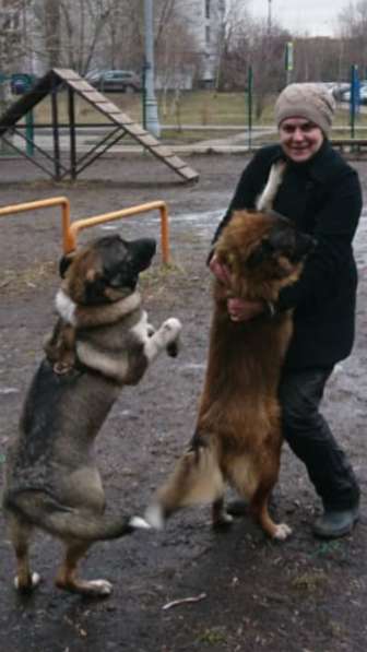 Красавец Багги хочет домой в Москве фото 3