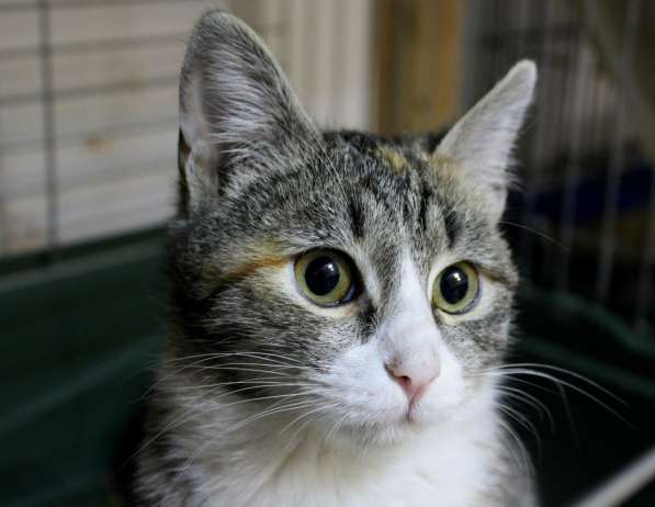 Милая Тесси мечтает стать домашней в Москве фото 6