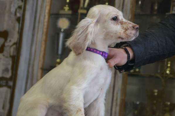 Английский сеттер щенки из элитного питомника в Москве фото 60