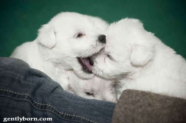 Щенки белого цвергшнауцера в Москве фото 4