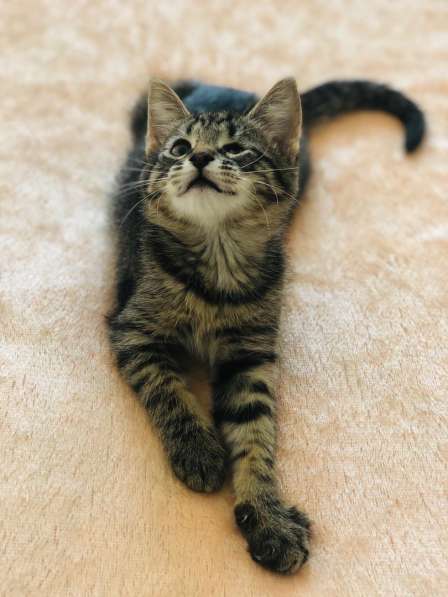 Мурлыка-котенок с дефектом глазика очень ищет дом в Санкт-Петербурге фото 47