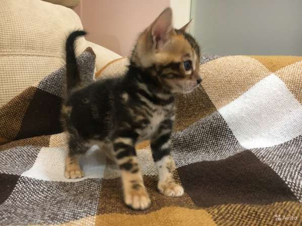 Бенгальский богатырь в Санкт-Петербурге фото 3