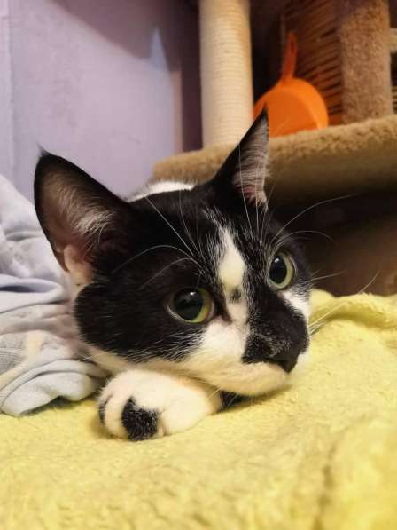 Очаровательный кот Оскар в добрые руки в Москве