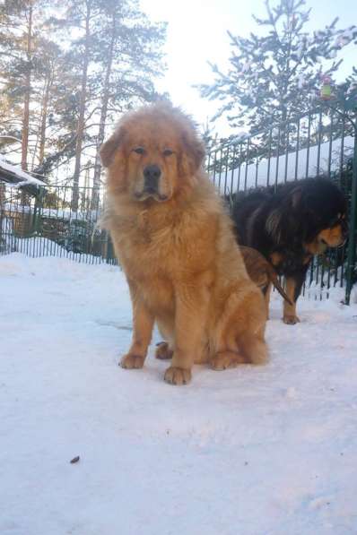 Тибетский мастиф - щенки в Санкт-Петербурге фото 5