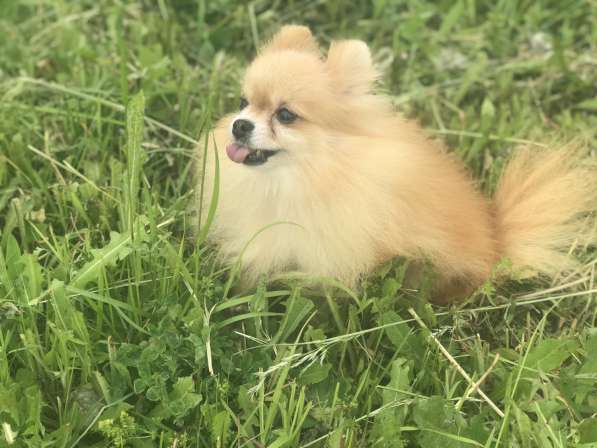 Помераночка 5 лет в Москве фото 7