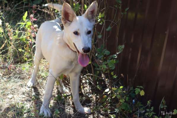 Собака в добрые руки в Саратове фото 18