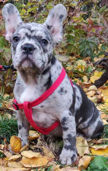 Французский бульдог. Blue merle