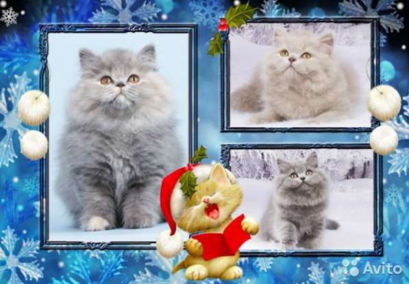 Продаются Британские длинношерстные котятки в Санкт-Петербурге