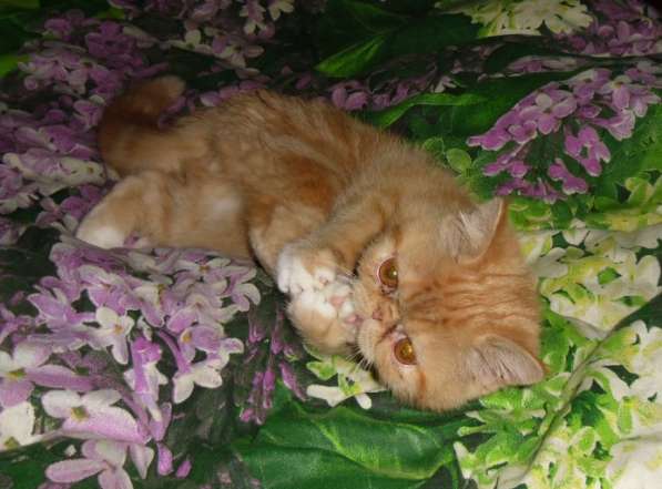 Экзотический котик красный миттед