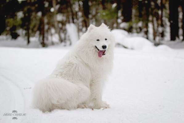 МИЛЫЕ САМОЕДЫ в Перми фото 5