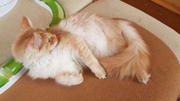 Продаётся красная на серебре кошечка мейн кун в Санкт-Петербурге фото 4