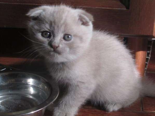 британских вислоухих котят. в Москве