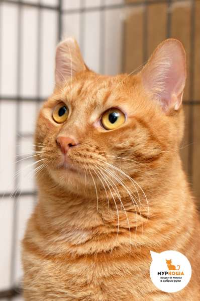 Котик Бобик в Москве фото 3