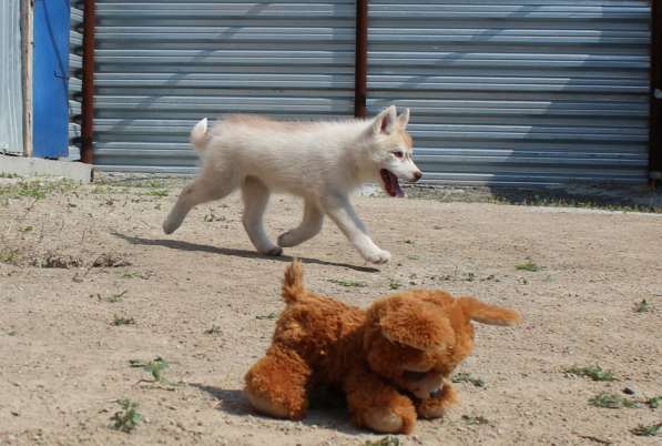 Продажа щенков Хаски в Новосибирске фото 34