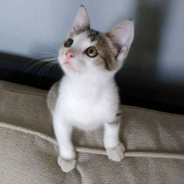 Вертушка, котенок 4 мес в добрые руки в Москве