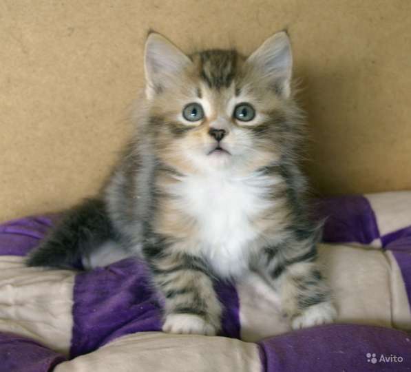 Сибирские в Москве фото 5