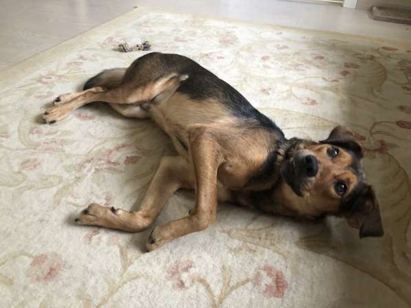 Собака-улыбака Тимур ищет дом в Москве