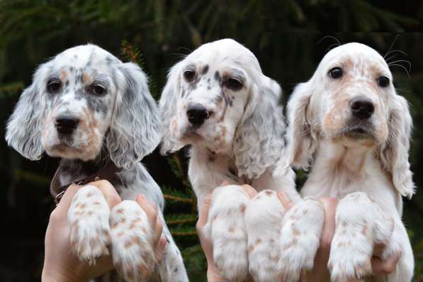 Английский сеттер щенки из элитного питомника в Москве фото 154