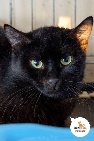 Разыскивается хозяин для кота Лучано в Москве фото 3