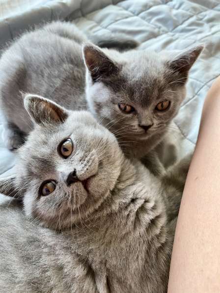 Шотландские плюшевые котята