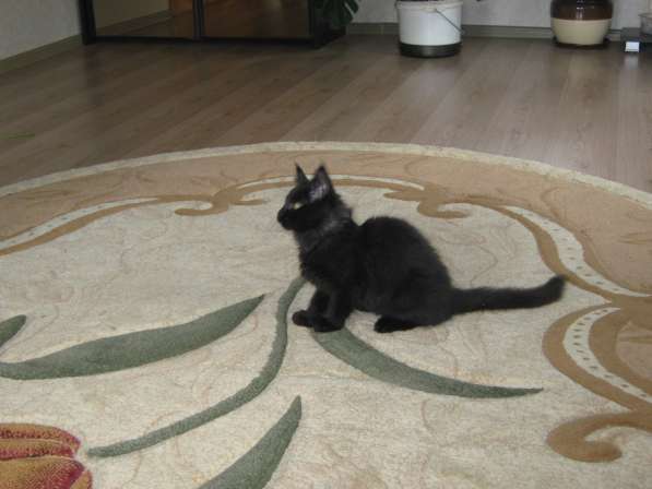 Котята мейн-куна в Калуге фото 6