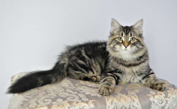 Сибиряки питомник в Казани фото 3