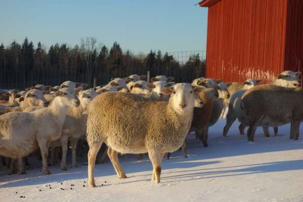 Племенные овцы породы Катумская (Скот из Европы) в Красноярске фото 5