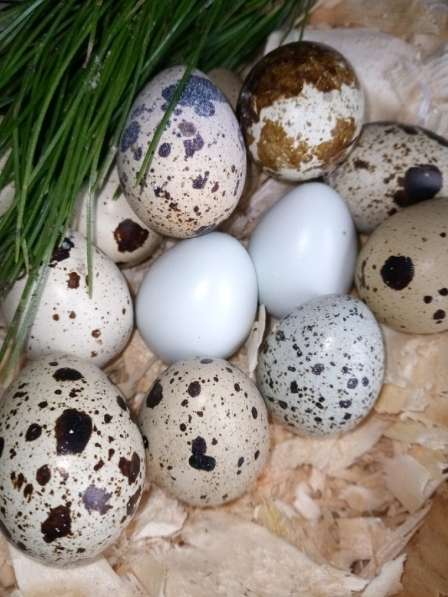 Яйцо, мясо перепела в Красноярске