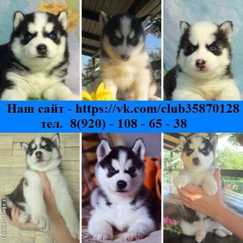 Чудные щеночки сибирской хаски в Смоленске