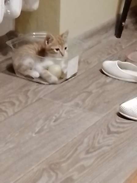 Солнечный котёнок ищет дом и добрых хозяев! в Саках фото 3