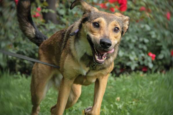 Очаровательная собачка компактного размера в Санкт-Петербурге фото 29