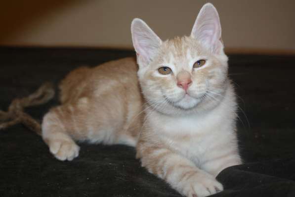 Курильский бобтейл - котята золотого окраса в Краснодаре фото 39