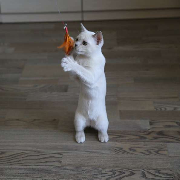 Котята традиционной американской бурмы в Москве фото 11