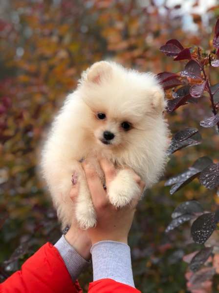 For sale beautiful Pomeranian spitz‼️