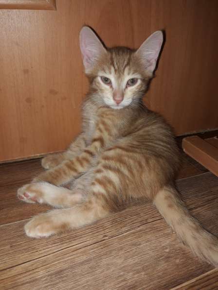 Котята (Рыжики и Черныш) в Самаре фото 36
