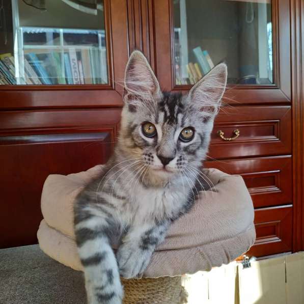 Котята мейн-кун из питомника в фото 15